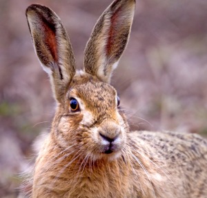 Hare 1